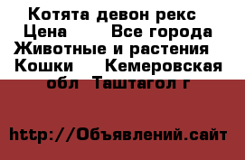 Котята девон рекс › Цена ­ 1 - Все города Животные и растения » Кошки   . Кемеровская обл.,Таштагол г.